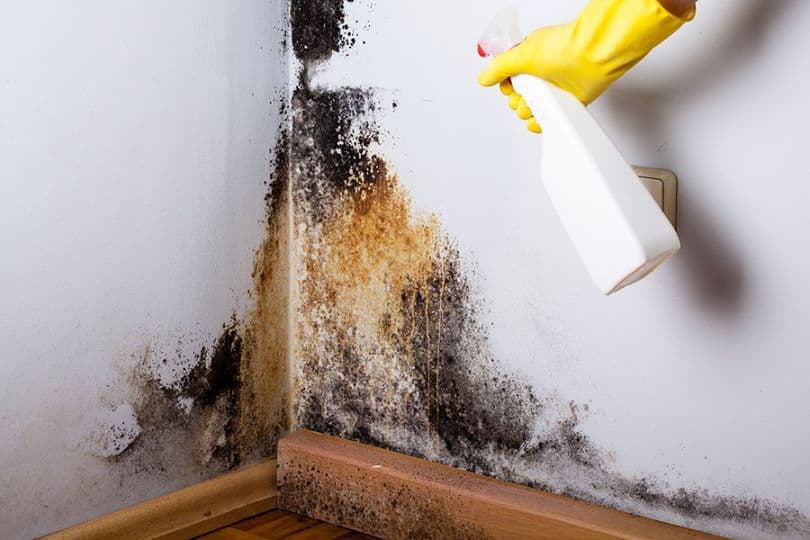 Seeking The Best Mold Removal in Hartford, CT? BioClean | Mold Testing, Removal & Remediation Is What You Are Looking For!!
